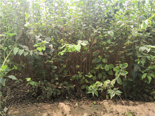 沭陽長景園林白丁香種植基地實拍圖片 沭陽長景園林白丁香種植基地實拍圖片