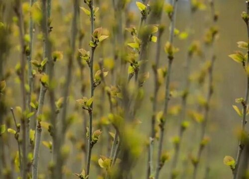 桑樹發芽3