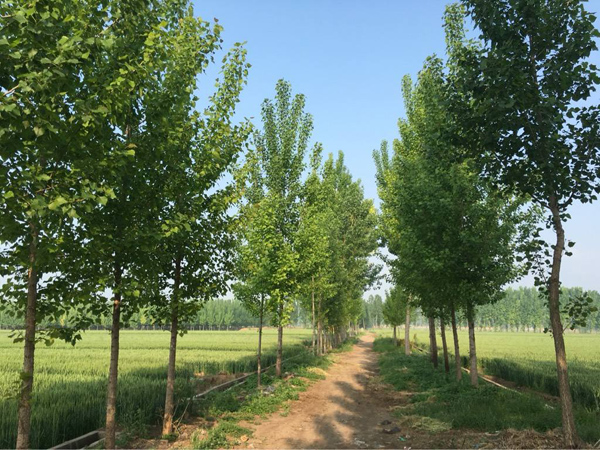 楊樹基地實拍 楊樹基地實拍