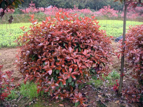 紅葉石楠樹 紅葉石楠樹