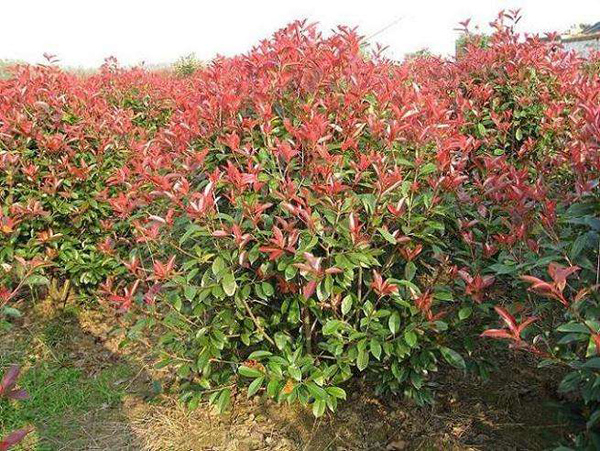 紅葉石楠樹 紅葉石楠樹