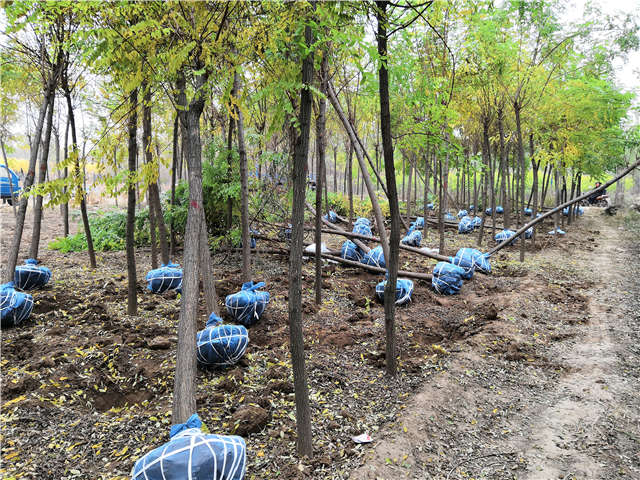 沭陽長景園林刺槐種植基地實拍圖片 沭陽長景園林刺槐種植基地實拍圖片