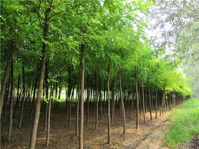沭陽長景園林刺槐種植基地實拍圖片 沭陽長景園林刺槐種植基地實拍圖片