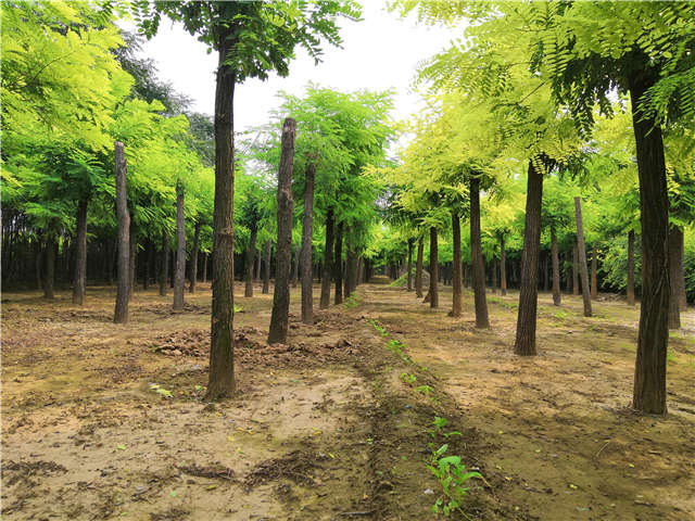 沭陽長景園林刺槐種植基地實拍圖片 沭陽長景園林刺槐種植基地實拍圖片