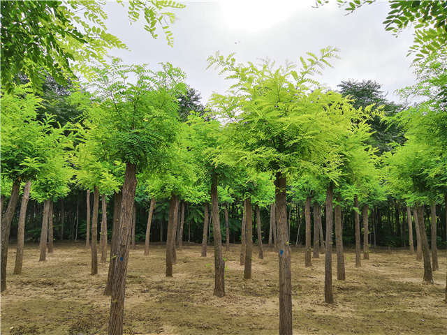 沭陽長景園林刺槐種植基地實拍圖片 沭陽長景園林刺槐種植基地實拍圖片