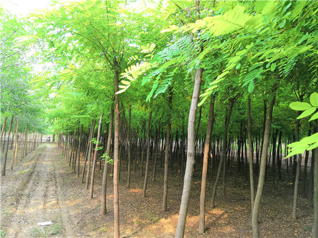 沭陽長景園林刺槐種植基地實拍圖片 沭陽長景園林刺槐種植基地實拍圖片