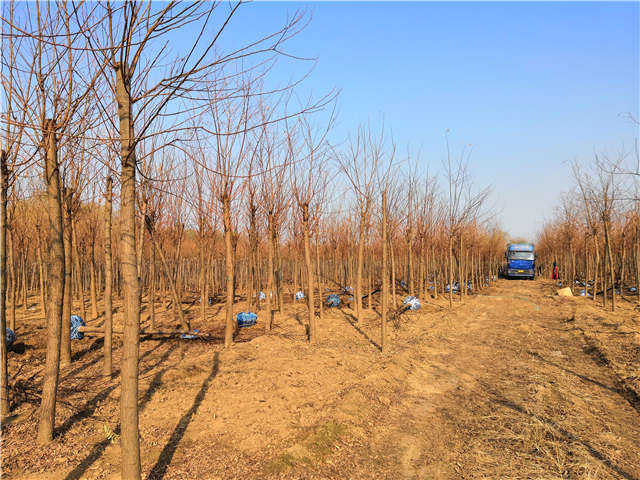 沭陽長景園林刺槐種植基地實拍圖片 沭陽長景園林刺槐種植基地實拍圖片