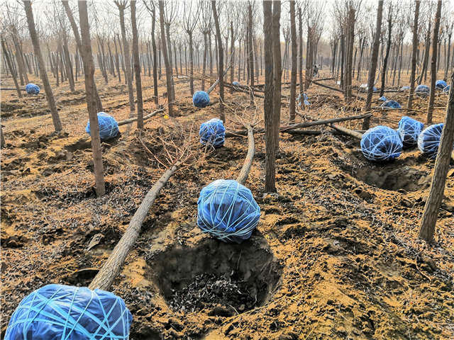 沭陽長景園林刺槐種植基地實拍圖片 沭陽長景園林刺槐種植基地實拍圖片