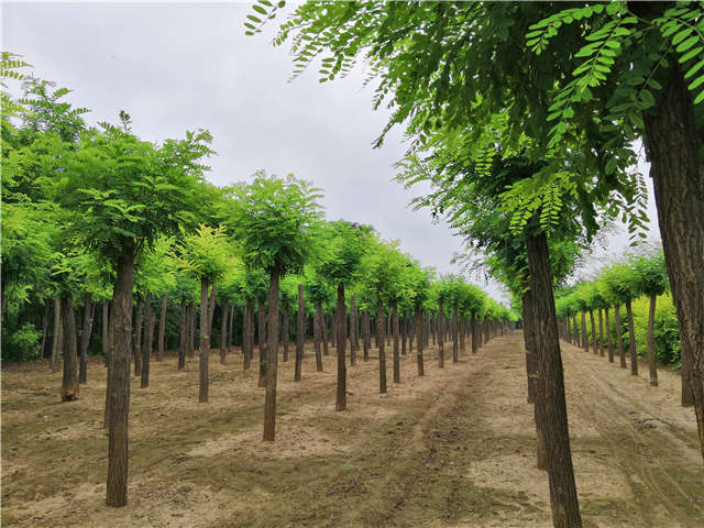 沭陽長景園林刺槐種植基地實拍圖片 沭陽長景園林刺槐種植基地實拍圖片