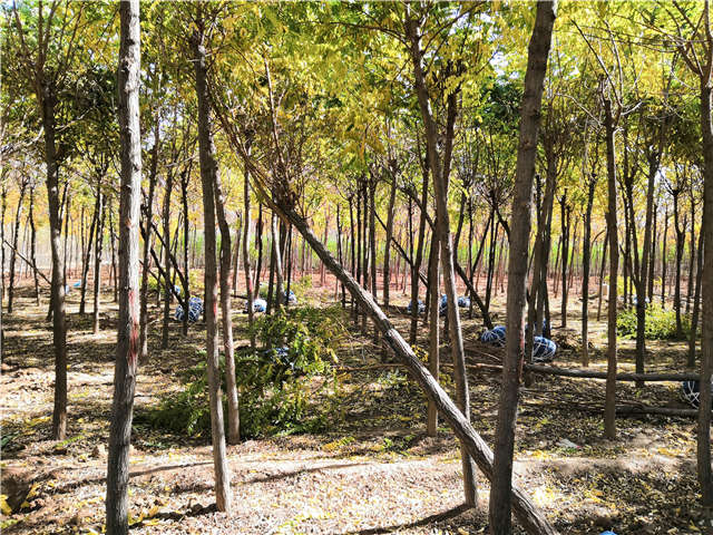 沭陽長景園林刺槐種植基地實拍圖片 沭陽長景園林刺槐種植基地實拍圖片