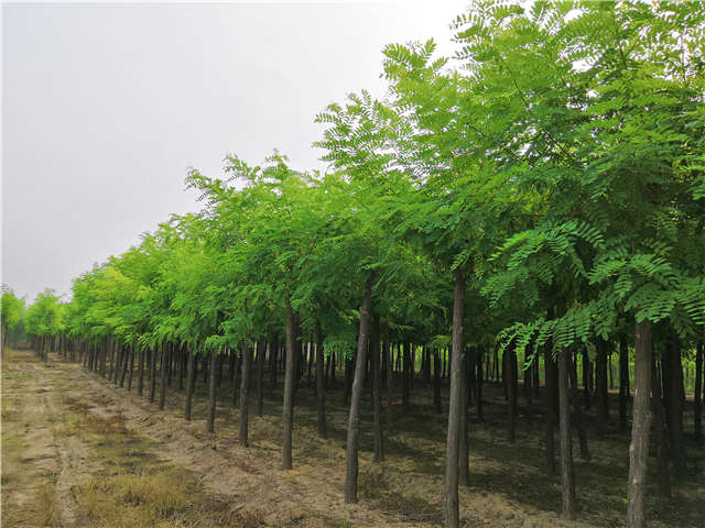沭陽長景園林刺槐種植基地實拍圖片 沭陽長景園林刺槐種植基地實拍圖片