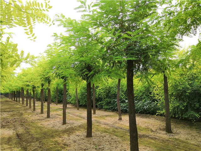 沭陽長景園林刺槐種植基地實拍圖片 沭陽長景園林刺槐種植基地實拍圖片