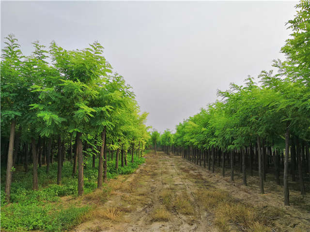 沭陽長景園林刺槐種植基地實拍圖片 沭陽長景園林刺槐種植基地實拍圖片