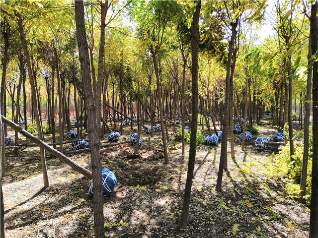 沭陽長景園林刺槐種植基地實拍圖片 沭陽長景園林刺槐種植基地實拍圖片