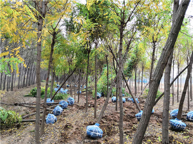 沭陽長景園林刺槐種植基地實拍圖片 沭陽長景園林刺槐種植基地實拍圖片