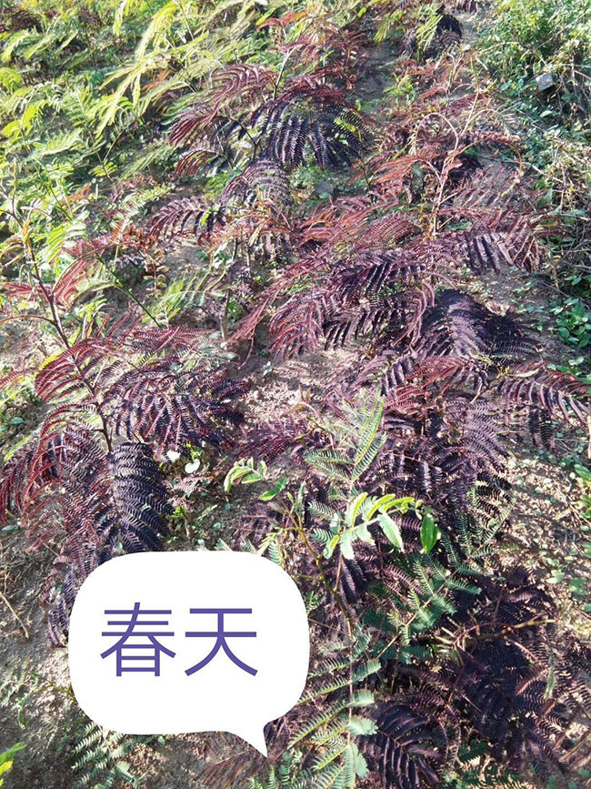 紫葉合歡如何育苗?合歡育苗技術介紹 紫葉合歡如何育苗?合歡育苗技術介紹