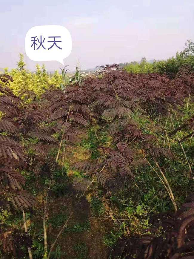 紫葉合歡如何育苗?合歡育苗技術介紹 紫葉合歡如何育苗?合歡育苗技術介紹