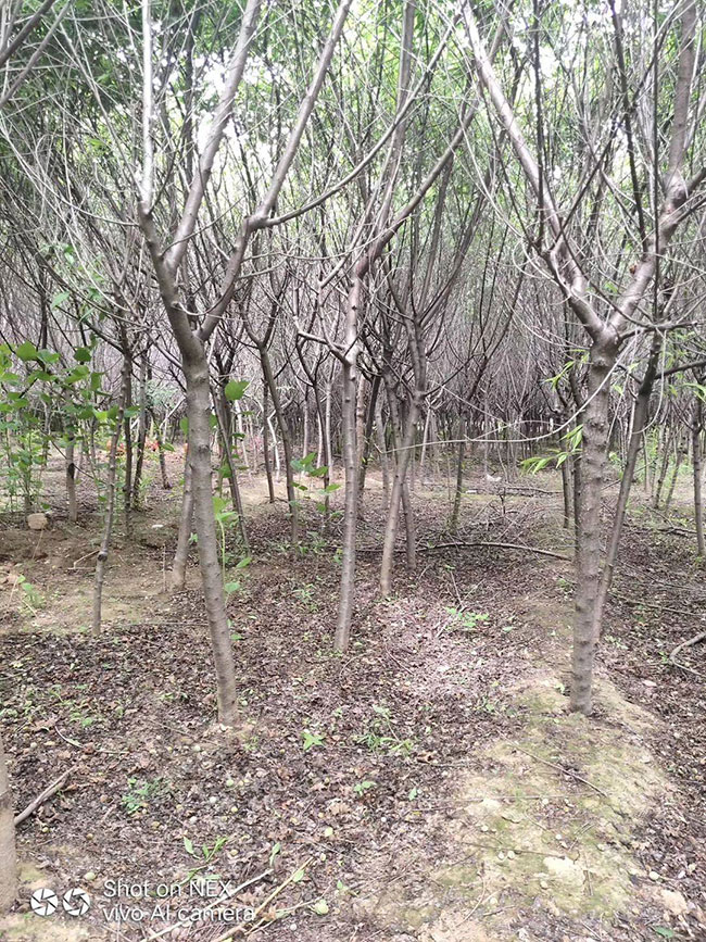 紫葉李蟲害打什么藥?紫葉李病蟲害防治方法