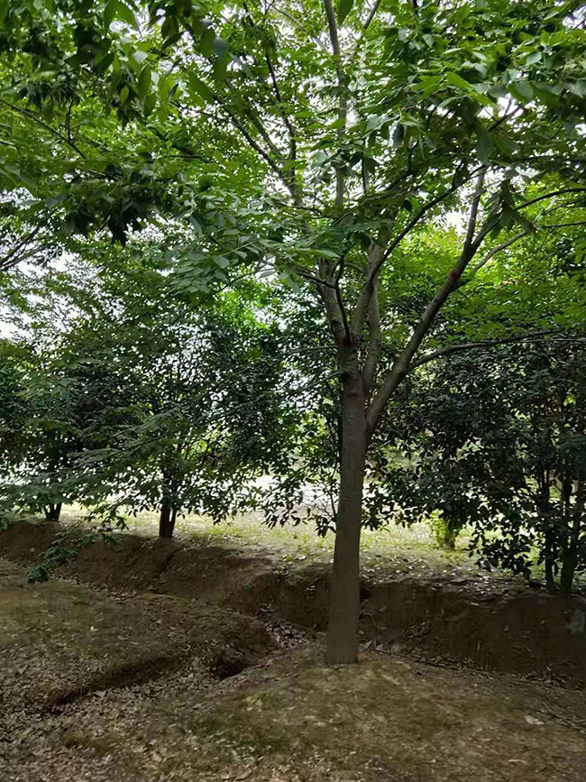 櫸樹產地在什么地方?櫸樹適合什么地方種植? 櫸樹產地在什么地方?櫸樹適合什么地方種植?