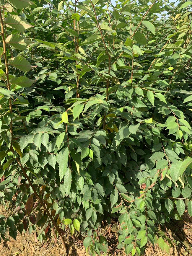 櫸樹產地在什么地方?櫸樹適合什么地方種植? 櫸樹產地在什么地方?櫸樹適合什么地方種植?