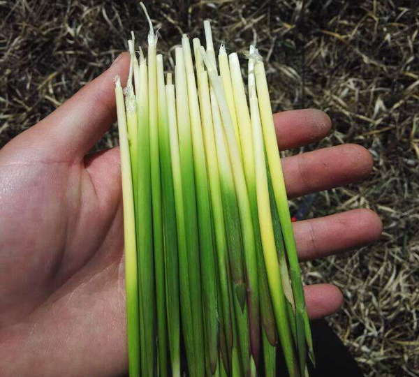 茅針 茅針
