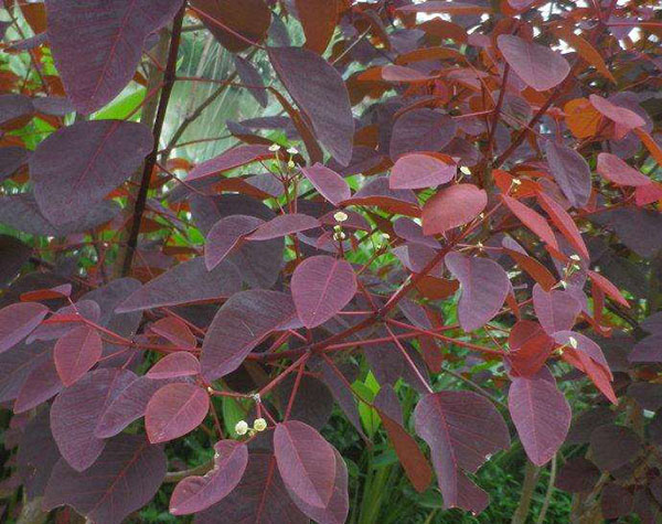 紅葉烏桕 紅葉烏桕