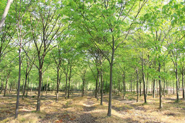 櫸樹基地實拍 櫸樹基地實拍