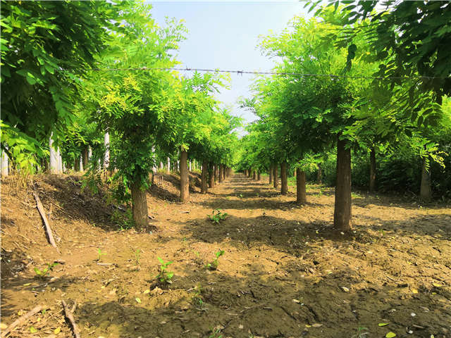 沭陽長景園林矮接金枝槐種植基地實拍圖片 沭陽長景園林矮接金枝槐種植基地實拍圖片