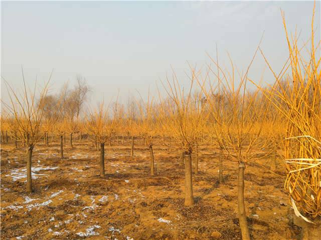 沭陽長景園林矮接金枝槐種植基地實拍圖片 沭陽長景園林矮接金枝槐種植基地實拍圖片