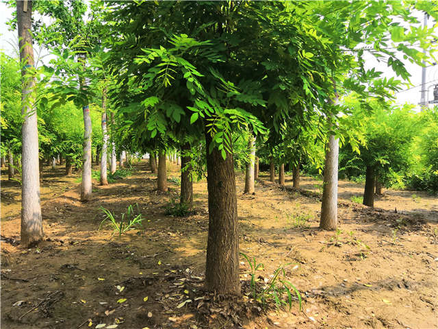 沭陽長景園林矮接金枝槐種植基地實拍圖片 沭陽長景園林矮接金枝槐種植基地實拍圖片