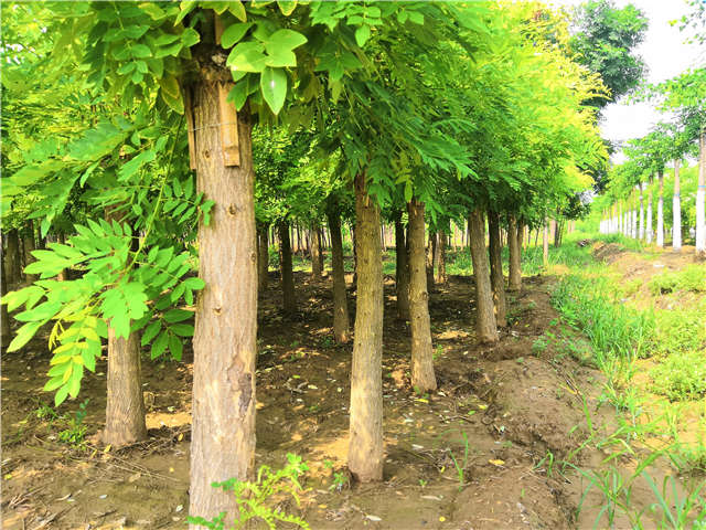 沭陽長景園林矮接金枝槐種植基地實拍圖片 沭陽長景園林矮接金枝槐種植基地實拍圖片