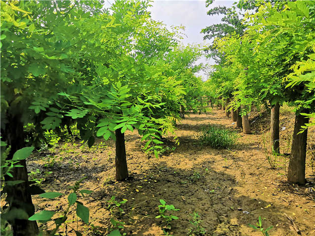 沭陽長景園林矮接金枝槐種植基地實拍圖片 沭陽長景園林矮接金枝槐種植基地實拍圖片