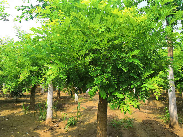 沭陽長景園林矮接金枝槐種植基地實拍圖片 沭陽長景園林矮接金枝槐種植基地實拍圖片