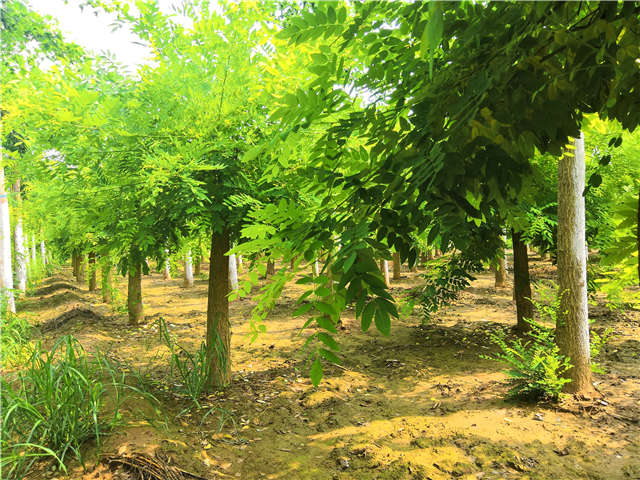 沭陽長景園林矮接金枝槐種植基地實拍圖片 沭陽長景園林矮接金枝槐種植基地實拍圖片