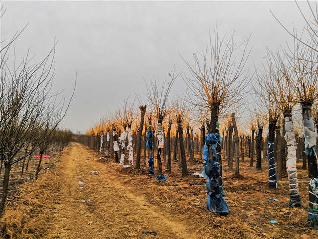高接金枝槐照片種植基地實拍 高接金枝槐照片種植基地實拍