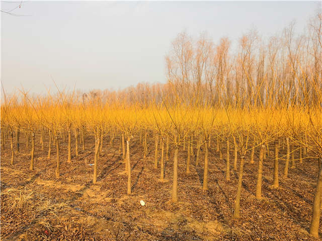 矮接金枝槐照片種植基地實拍 矮接金枝槐照片種植基地實拍