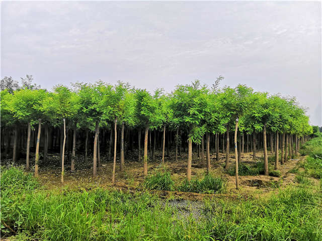 沭陽長景園林高接金枝槐種植基地實拍圖片 沭陽長景園林高接金枝槐種植基地實拍圖片