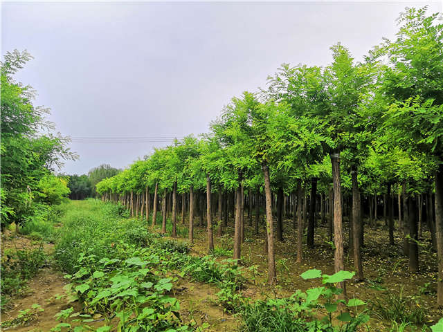 沭陽長景園林高接金枝槐種植基地實拍圖片 沭陽長景園林高接金枝槐種植基地實拍圖片