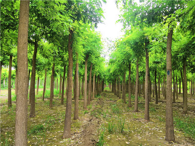沭陽長景園林高接金枝槐種植基地實拍圖片 沭陽長景園林高接金枝槐種植基地實拍圖片