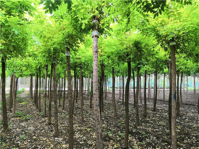 沭陽長景園林高接金枝槐種植基地實拍圖片 沭陽長景園林高接金枝槐種植基地實拍圖片