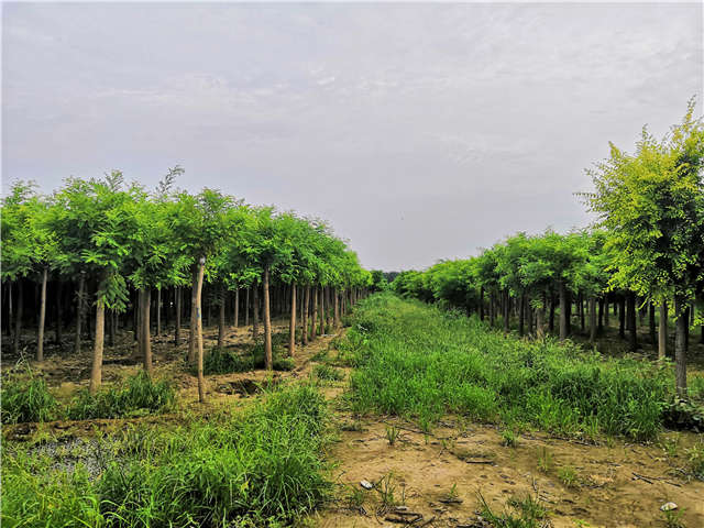 沭陽長景園林高接金枝槐種植基地實拍圖片 沭陽長景園林高接金枝槐種植基地實拍圖片