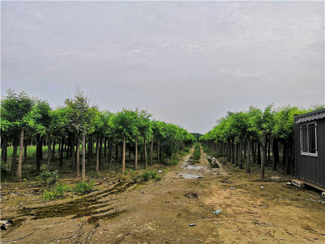 沭陽長景園林高接金枝槐種植基地實拍圖片 沭陽長景園林高接金枝槐種植基地實拍圖片