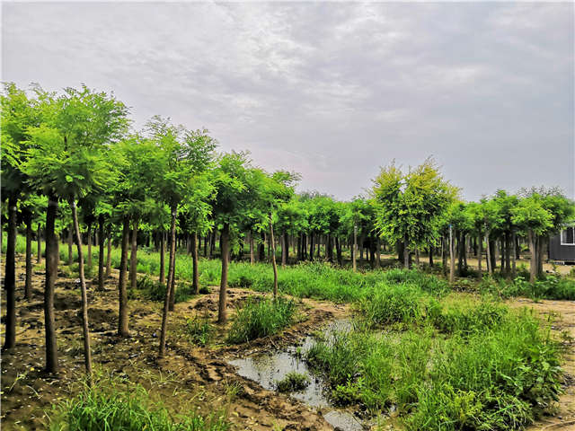 沭陽長景園林高接金枝槐種植基地實拍圖片 沭陽長景園林高接金枝槐種植基地實拍圖片