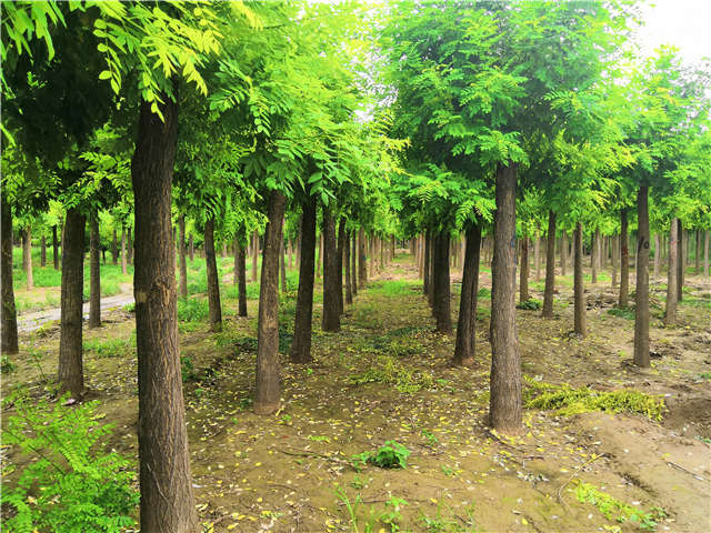 沭陽長景園林高接金枝槐種植基地實拍圖片 沭陽長景園林高接金枝槐種植基地實拍圖片