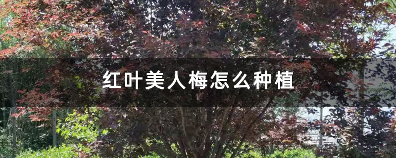 紅葉美人梅怎么種植 紅葉美人梅怎么種植