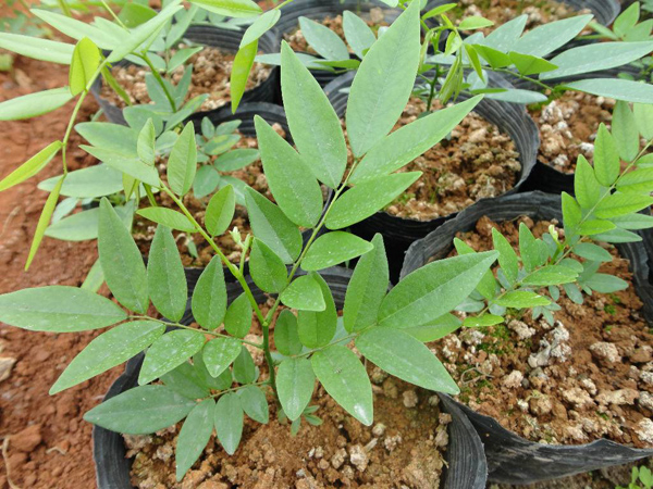黃花梨 黃花梨