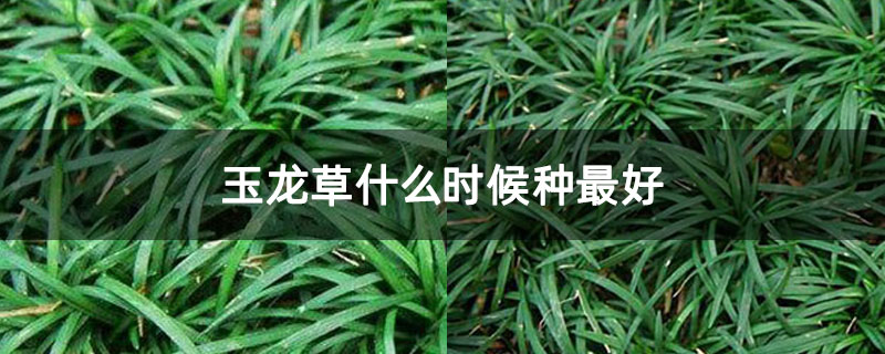 玉龍草什么時候種最好