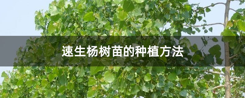 速生楊樹苗的種植方法 速生楊樹苗的種植方法