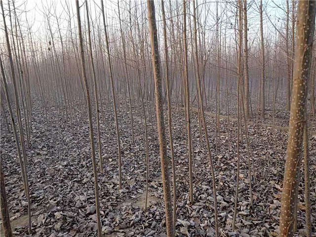 速生楊種植基地實拍 速生楊種植基地實拍
