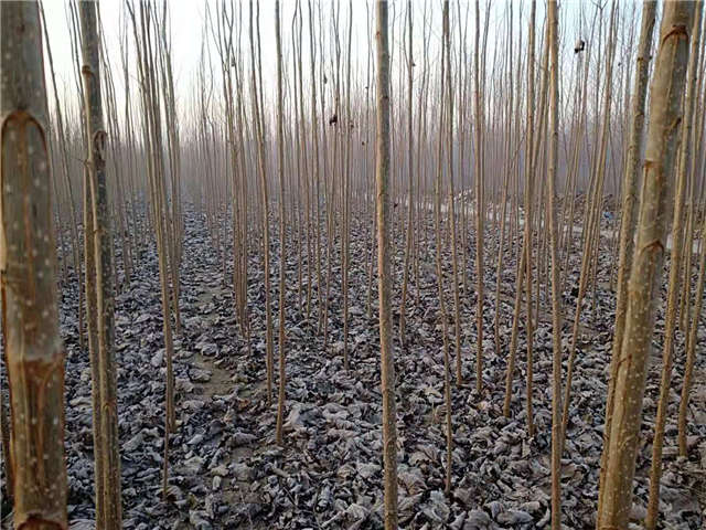 速生楊種植基地實拍 速生楊種植基地實拍
